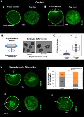 Mechano-biochemical marine stimulation of inversion, gastrulation, and endomesoderm specification in multicellular Eukaryota